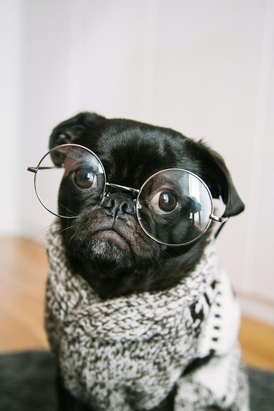 A tiny pug in a sweater wearing human-sized glasses